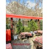 گل رز رونده مصنوعی